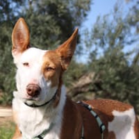 CAROLINA, chienne à adopter