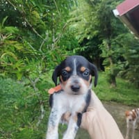 Petit bout de plume !, chienne à adopter