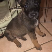 ADES, chien à adopter