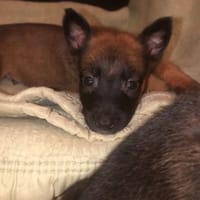 ALTO, chien à adopter