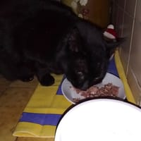 MIMINE, chatte à adopter