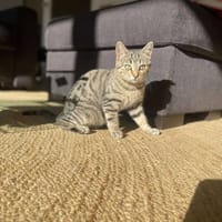 TIGRA, chatte à adopter