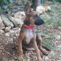 TANINA la malicieuse, chienne à adopter
