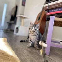 NYM, chatte à adopter
