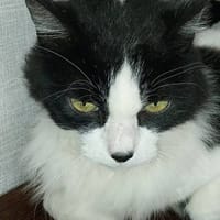 DUCHESSE, chatte à adopter