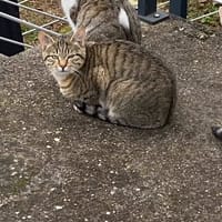 GRISOUILLE, chat à adopter