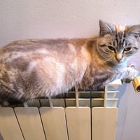 BIANCA, chatte à adopter