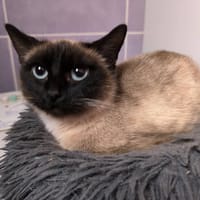 CANDICE, chatte à adopter