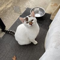 FLOCON, chat à adopter