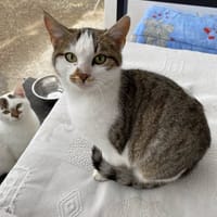 PRINCESSE, chatte à adopter