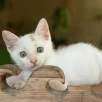 Bowie, mâle X européen né le 22/09/2025, chat à adopter