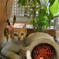 🐾  Bennington, femelle X européen née le 05/09/2025 🐱, chatte à adopter