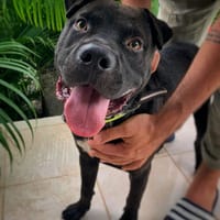 Nounours, mâle croisé Cane Corso, né le 15/05/2025 🐶, chien à adopter