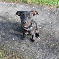 Rose, femelle croisée créole, née le 25/06/2025 🐶, chienne à adopter