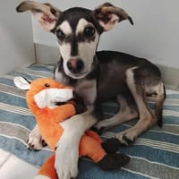 Orla, femelle X berger née le 01/08/2025, chienne à adopter