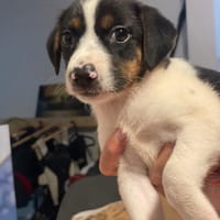 Only, femelle Xborder collie née le 09/10/2025, chienne à adopter