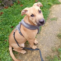 Néwis, mâle croisé berger, né le 15/06/2025 🐶, chien à adopter