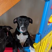 Iris, femelle croisée créole, née le 25/06/2025 🐶, chienne à adopter