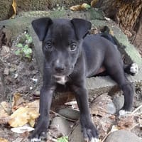 MOLLY, chiot femelle Berger Créole, chienne à adopter