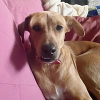 CHOUPY, Mâle berger créole junior, chien à adopter