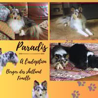 Paradis, chienne à adopter