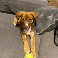 POPPY, chien à adopter