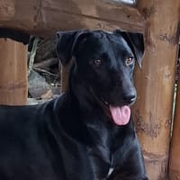 USLA, chienne à adopter