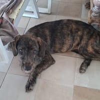 DAÏQUIRI, chienne à adopter