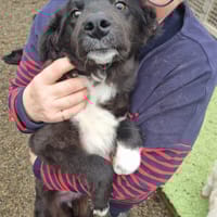 Pepper, female dog to adopt