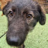 Piper, female dog to adopt