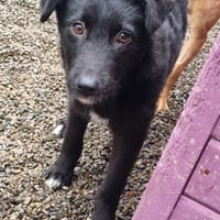 Peggy, female dog to adopt