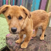 Bruin, dog to adopt