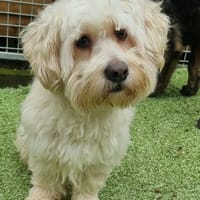 Dudley, dog to adopt