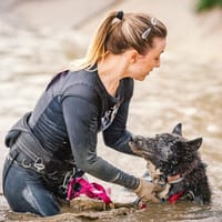 Lux, pies do adopcji