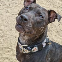 Eris, suczka do adopcji