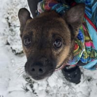 Żurek, pies do adopcji