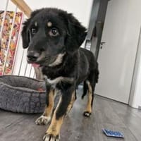 Romy, lieb, sozial, katzenverträglich, Hündin zur Adoption