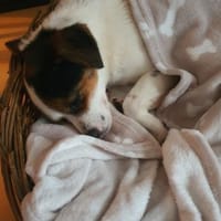 kleine Elsie, 36cm, kennt schon vieles, Hündin zur Adoption