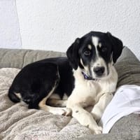 Avi, lieb, katzenfreundlich, sozial, Hündin zur Adoption