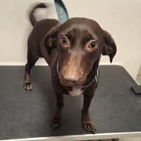 ruhige aufgeschlossene Sara ❤, Hündin zur Adoption