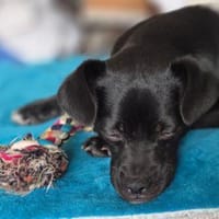 Móricz  Lebensfreude auf vier Pfoten su, Hund zur Adoption