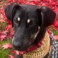 junger Bo, 50cm, 13kg sucht Familie, Hund zur Adoption