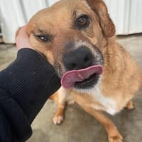 Elly - auf Pflegestelle in Hamburg, Hündin zur Adoption