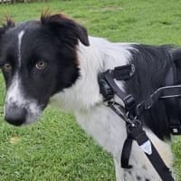 Feivel sucht seine Familie, Hund zur Adoption