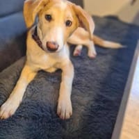 Lillifee - die Kämpferin, Hündin zur Adoption