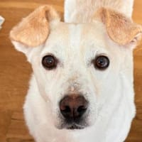 MAMBO-verschmuster Rüde, 33 cm, Hund zur Adoption