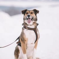 Emilia, ausgeglichen und freundlich, Hündin zur Adoption