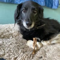 Ruhige Alice sucht Zuhause mit Garten, Hündin zur Adoption