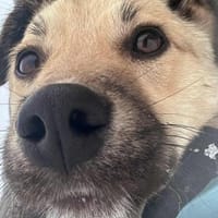 Yuki - ein sanfter Teddybär, Hund zur Adoption