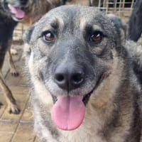 Lonka-verschmuste, süße Hündin, 42 cm, Hündin zur Adoption